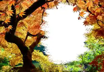 범주에서의 사진 효과 가을 № 127046 범주에서의 사진 효과 가을 № 127046