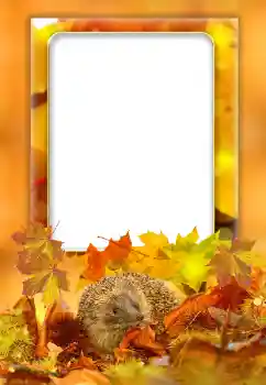 범주에서의 사진 효과 가을 № 168000