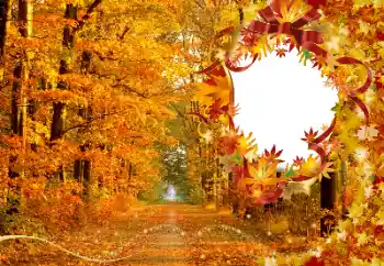 범주에서의 사진 효과 가을 № 174120