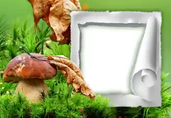 범주에서의 사진 효과 가을 № 34933 범주에서의 사진 효과 가을 № 34933