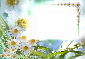 범주에서의 사진 효과 여성 프레임 № 102749 범주에서의 사진 효과 여성 프레임 № 102749