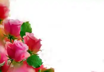 범주에서의 사진 효과 여성 프레임 № 112139