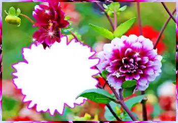 범주에서의 사진 효과 여성 프레임 № 112519