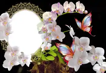 범주에서의 사진 효과 여성 프레임 № 117349