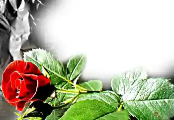 범주에서의 사진 효과 여성 프레임 № 11831