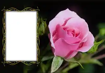 범주에서의 사진 효과 여성 프레임 № 126936