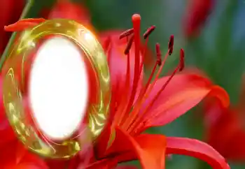 범주에서의 사진 효과 여성 프레임 № 126945