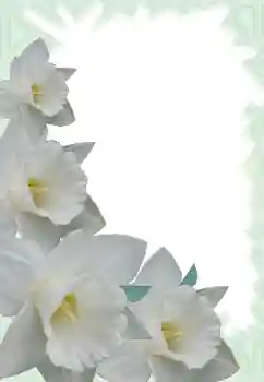 범주에서의 사진 효과 여성 프레임 № 13900