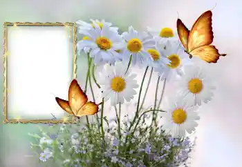 범주에서의 사진 효과 여성 프레임 № 145117