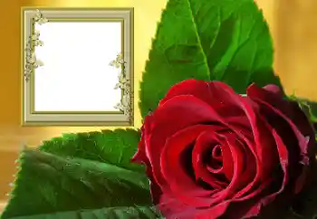 범주에서의 사진 효과 여성 프레임 № 157088