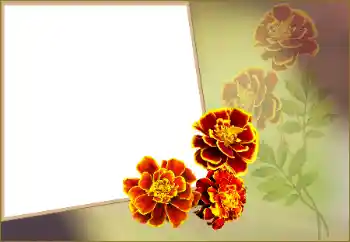 범주에서의 사진 효과 여성 프레임 № 160560