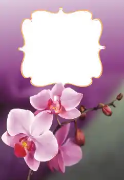 범주에서의 사진 효과 여성 프레임 № 160699