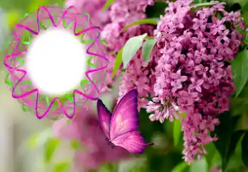 범주에서의 사진 효과 여성 프레임 № 176770