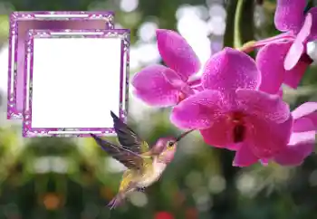 범주에서의 사진 효과 여성 프레임 № 176778