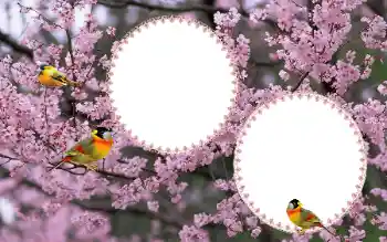 범주에서의 사진 효과 여성 프레임 № 177884