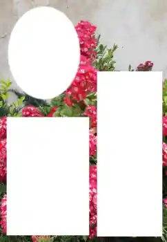 범주에서의 사진 효과 여성 프레임 № 205800