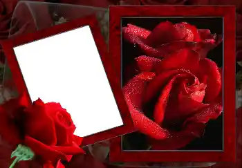 범주에서의 사진 효과 여성 프레임 № 2157