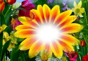 범주에서의 사진 효과 여성 프레임 № 2295