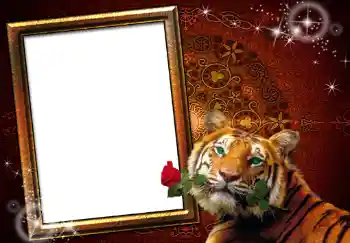 범주에서의 사진 효과 여성 프레임 № 251