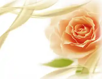 범주에서의 사진 효과 여성 프레임 № 2801