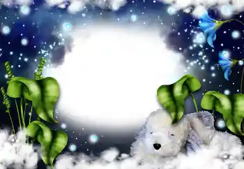 범주에서의 사진 효과 여성 프레임 № 31821