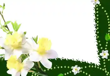 범주에서의 사진 효과 여성 프레임 № 35016