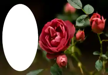 범주에서의 사진 효과 여성 프레임 № 47314