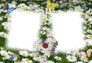 범주에서의 사진 효과 여성 프레임 № 49398