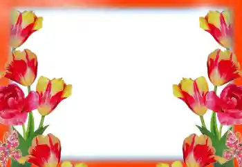 범주에서의 사진 효과 여성 프레임 № 49414