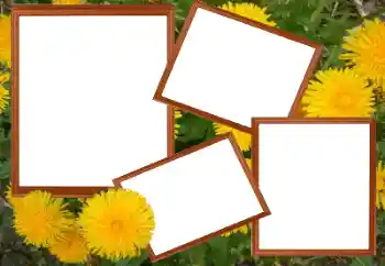 범주에서의 사진 효과 여성 프레임 № 49448