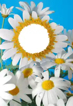 범주에서의 사진 효과 여성 프레임 № 56606