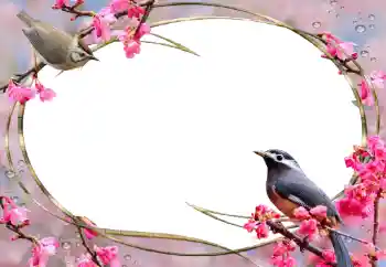 범주에서의 사진 효과 여성 프레임 № 56627