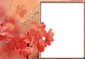 범주에서의 사진 효과 여성 프레임 № 57711