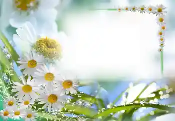 범주에서의 사진 효과 여성 프레임 № 59087