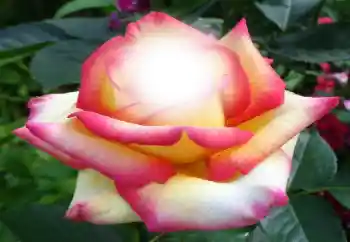 범주에서의 사진 효과 여성 프레임 № 64187