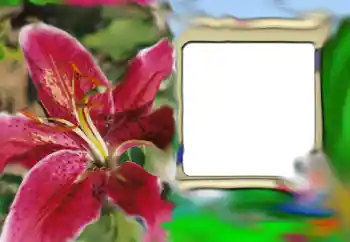 범주에서의 사진 효과 여성 프레임 № 69843