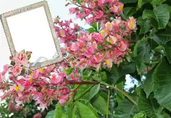 범주에서의 사진 효과 여성 프레임 № 72109