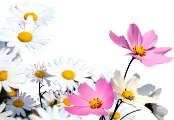 범주에서의 사진 효과 여성 프레임 № 72152