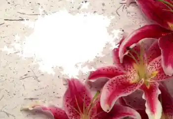 범주에서의 사진 효과 여성 프레임 № 8596