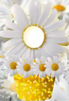 범주에서의 사진 효과 여성 프레임 № 91798