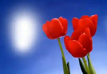 범주에서의 사진 효과 여성 프레임 № 93395