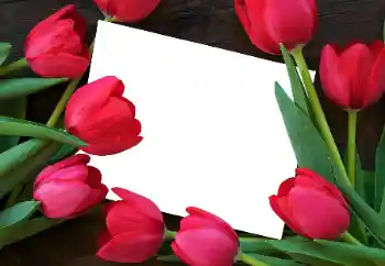 범주에서의 사진 효과 여성 프레임 № 93458