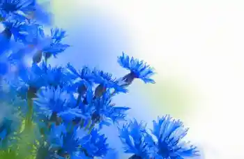 범주에서의 사진 효과 여성 프레임 № 97638